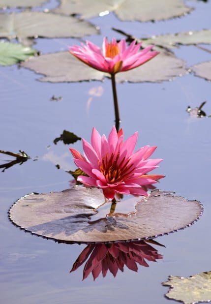 fleur-lotus-rose-nénuphar